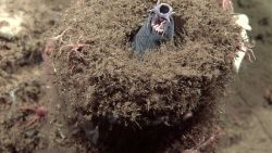 A hagfish protruding from a sponge Image