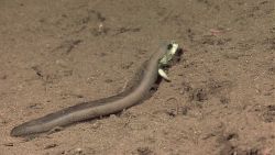 Eel-like deep sea fish Photo