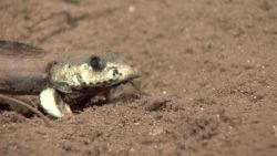 Eel-like deep sea fish Photo