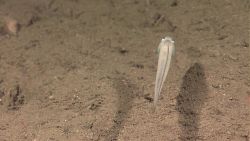 Eel-like deep sea fish Photo