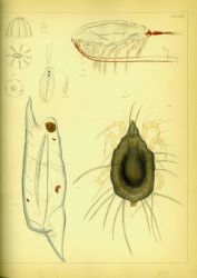 Drawing of zooplankton observed by Ellen Toynbee on board the British East Indiaman GLORIANA in the Indian Ocean in 1857 Photo