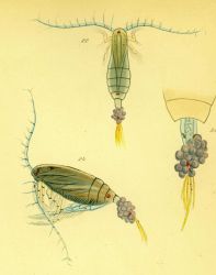 Drawing of zooplankton observed by Ellen Toynbee on board the British East Indiaman GLORIANA in the Indian Ocean in 1857 Photo