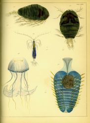 Drawing of zooplankton observed by Ellen Toynbee on board the British East Indiaman GLORIANA in the Indian Ocean in 1857 Photo