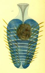 Drawing of zooplankton observed by Ellen Toynbee on board the British East Indiaman GLORIANA in the Indian Ocean in 1857 Photo