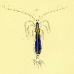 Drawing of zooplankton observed by Ellen Toynbee on board the British East Indiaman GLORIANA in the Indian Ocean in 1857 Photo