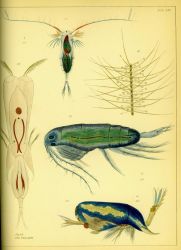 Drawing of zooplankton observed by Ellen Toynbee on board the British East Indiaman GLORIANA in the Indian Ocean in 1857 Photo