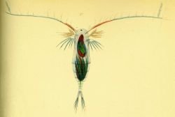 Drawing of zooplankton observed by Ellen Toynbee on board the British East Indiaman GLORIANA in the Indian Ocean in 1857 Photo