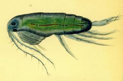 Drawing of zooplankton observed by Ellen Toynbee on board the British East Indiaman GLORIANA in the Indian Ocean in 1857 Photo