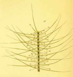 Drawing of zooplankton observed by Ellen Toynbee on board the British East Indiaman GLORIANA in the Indian Ocean in 1857 Photo