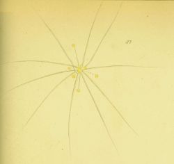 Drawing of zooplankton observed by Ellen Toynbee on board the British East Indiaman GLORIANA in the Indian Ocean in 1857 Photo