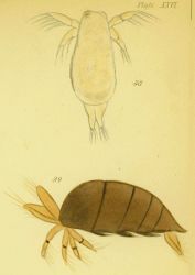 Drawing of zooplankton observed by Ellen Toynbee on board the British East Indiaman GLORIANA in the Indian Ocean in 1857 Photo