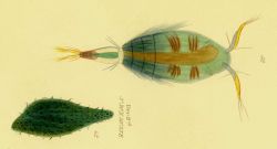 Drawing of zooplankton observed by Ellen Toynbee on board the British East Indiaman GLORIANA in the Indian Ocean in 1857 Photo