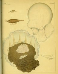 Drawing of zooplankton observed by Ellen Toynbee on board the British East Indiaman GLORIANA in the Indian Ocean in 1857 Photo