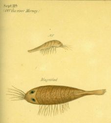 Drawing of zooplankton observed by Ellen Toynbee on board the British East Indiaman GLORIANA in the Indian Ocean in 1857 Photo