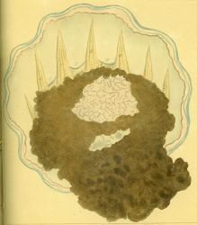 Drawing of zooplankton observed by Ellen Toynbee on board the British East Indiaman GLORIANA in the Indian Ocean in 1857 Photo