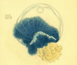 Drawing of zooplankton observed by Ellen Toynbee on board the British East Indiaman GLORIANA in the Indian Ocean in 1857 Photo