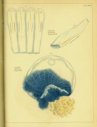 Drawing of zooplankton observed by Ellen Toynbee on board the British East Indiaman GLORIANA in the Indian Ocean in 1857 Photo