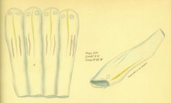 Drawing of zooplankton observed by Ellen Toynbee on board the British East Indiaman GLORIANA in the Indian Ocean in 1857 Photo