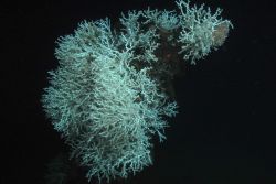 A huge colony of Lophelia lives on the stempost. Image