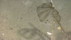 A sea lily stalked crinoid Image