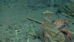 Artifact from Monterrey C shipwreck Image