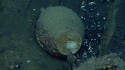 Artifact from Monterrey C shipwreck Image