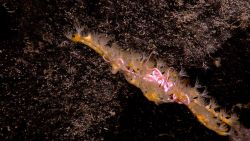 Yellow octocoral with large translucent polyps and a large intertwined brittle star. Image