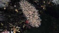 Chrysogorgiidae coral, a gorgonian coral with an mushroom coral, Anthomastus sp Image