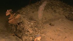 Chrysogorgiidae coral, a gorgonian coral to right and an antipatharian 
