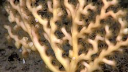 A cream-colored stony coral with polyps extended. Image