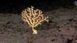 A cream-colored stony coral with polyps extended. Image