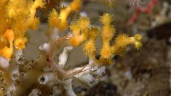 Yellow coral (madrepora sp.?) with polyps extended Photo