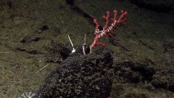 A small Paragorgia coral with an associated brittle star Image