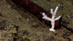 A small white stony coral with polyps extended Image
