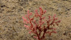 A pink octocoral with translucent polyps extended and an associated brittle star . Image