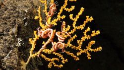 Paramuricid coral with a brittle star. Image
