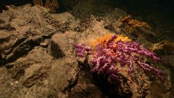 A large octocoral with purple polyps extended in the foreground, a bright yellow coral directly behind, and a number of Paramuricid corals in the back Image