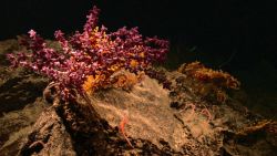 A large octocoral with purple polyps Image