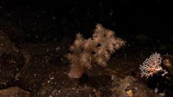 An alcyonacean coral - possibly Siphonogorgia alexanderei - and a small white stony coral with a brittle star. Image