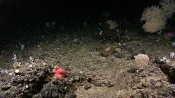 A red mushroom coral on left - Anthomastus sp Image