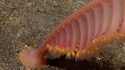 A large sea reddish pink sea pen with yellow polyps that identify it as an octocoral. Image