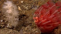 Red mushroom coral - Anthomastus sp Photo