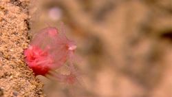 Mushroom coral - Anthomastus sp.- with an amphipod. Image