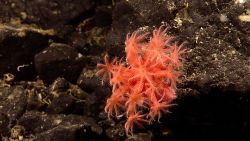 Mushroom coral - Anthomastus sp.- with polyps fully extended. Image