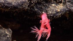 Mushroom coral - Anthomastus sp.- with polyps fully extended. Image