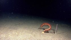 A sea pen octoral bent into a question mark and a vertical whip coral. Image