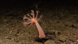 A stalked peach-colored anthomastus octocoral Image