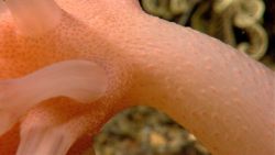 Closeup of the texture of the stalk of a peach-colored anthomastus coral. Image