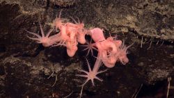 Anthomastus corals with polyps extended. Image