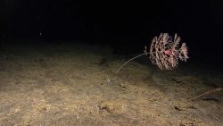 A metallogorgia coral with a squat lobster bent in the current. Image